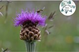 Event-Bild Flora von Serfaus – Fiss – Ladis